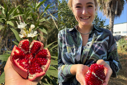 Granatapfel "Wonderful" Bio Demeter von Julia
