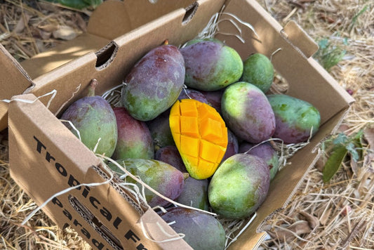 Baby-Mango Palmer von Julian