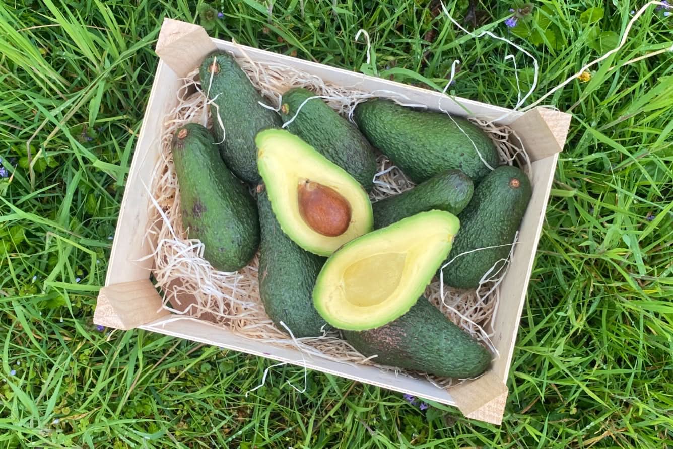 Avocado-Rarität Levens Bio von Julian bestellen - Trübenecker.de