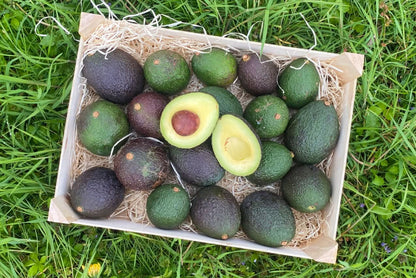 Bio Avocado-Rarität Levens von Julian 4kg