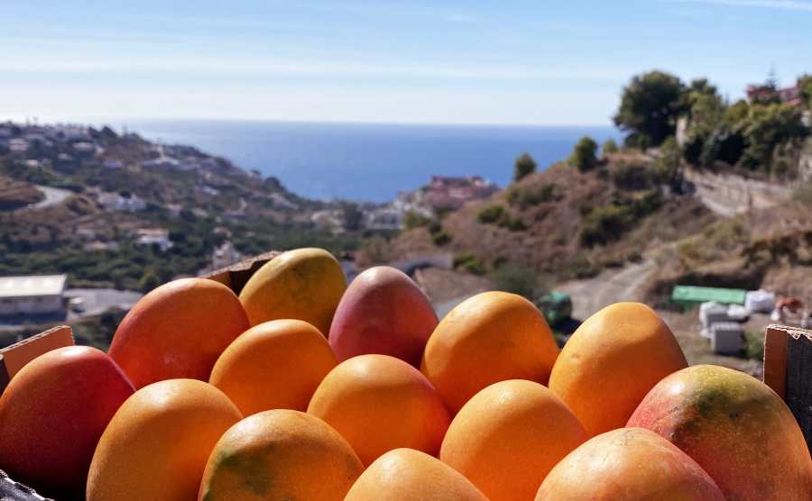 Mango Mini Irwin Premium Bio Box 4kg