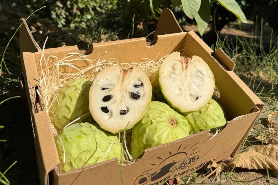 Cherimoya bestellen