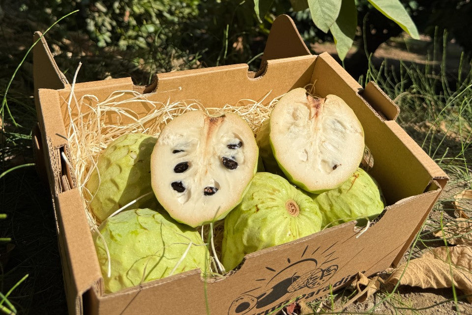 Cherimoya Bio von Julian