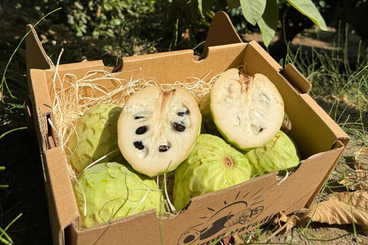 Cherimoya Bio von Julian