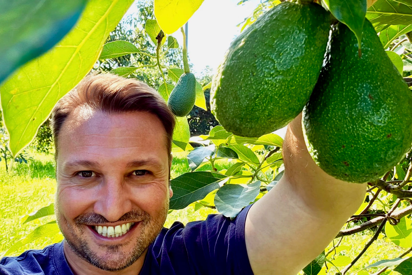 Avocado Fuerte Bio von Andrea Sizilien