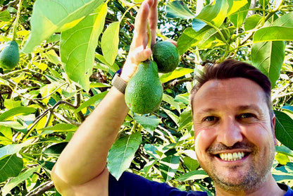 Avocado Fuerte Bio von Andrea Sizilien