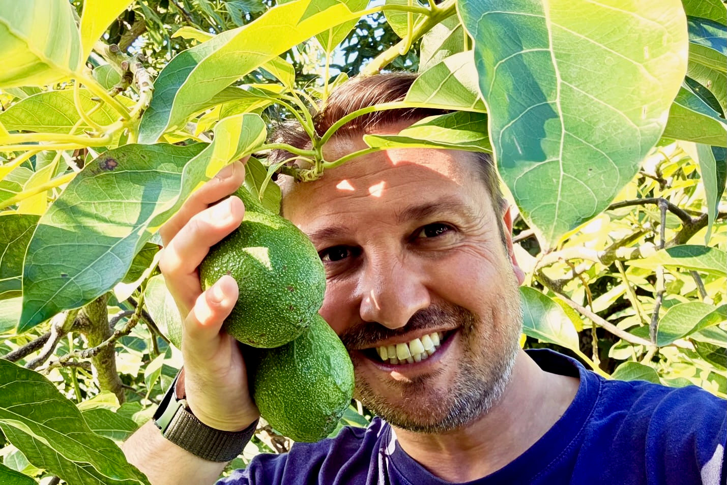 Avocado Fuerte Bio von Andrea Sizilien