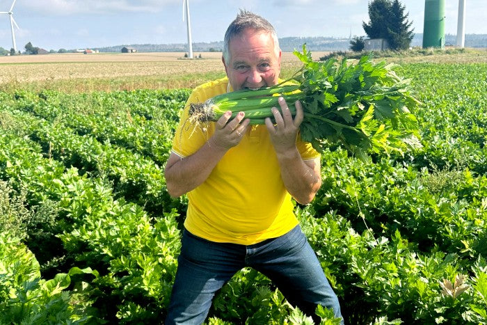 Stangensellerie Bio regional (Permakultur)