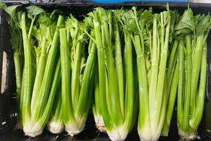 Stangensellerie Bio regional (Permakultur)