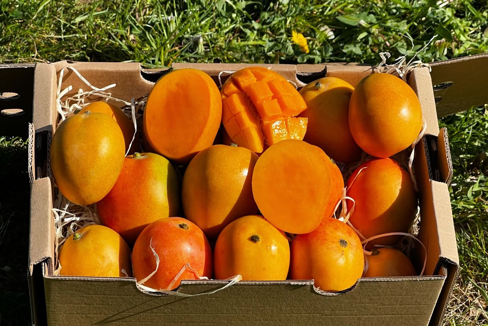 zuckermangos-kaufen-kolumbien-baby-mangos-geschnitten-box
