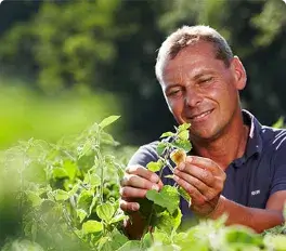 Tomaten "Ochsenherz" Bioland vom Biohof Laurer aus Landau