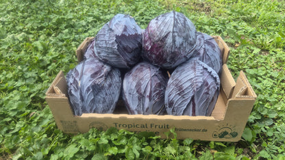 Rotkohl (Blaukraut) regional Bioland vom Obergrashof