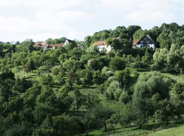 Apfel "Alkmene" alte Sorte Bio regional