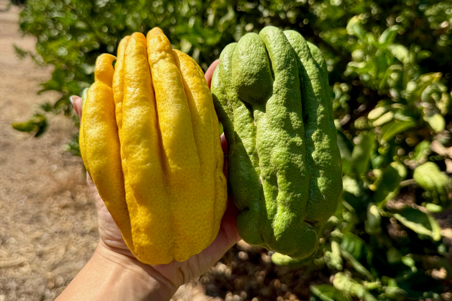 Zitrusfrucht "Buddha's Hand" Bio von Juan