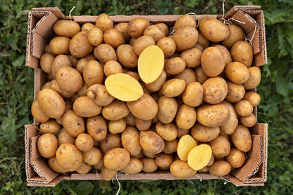 "Butterkartoffeln" bio regional Bioland aus Bayern