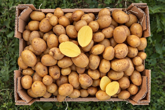 "Butterkartoffeln" bio regional Bioland aus Bayern
