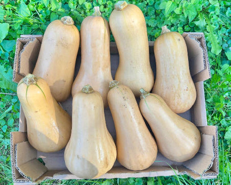 Kürbis "Butternut" von Biohof Fuchs aus Schrobenhausen