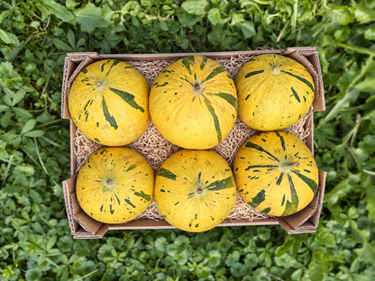Zuckermelone Thrakis bio aus Kreta samenfest!