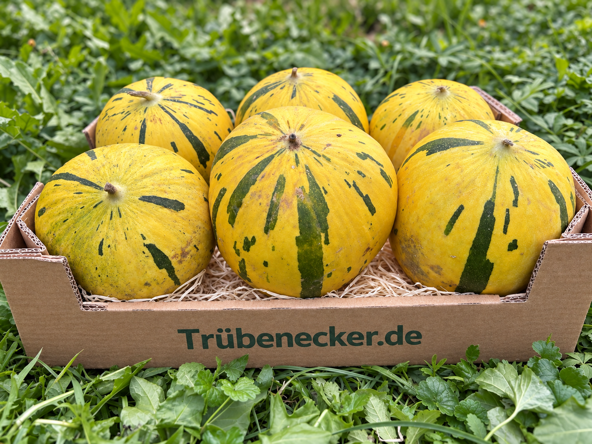 Zuckermelone Thrakis bio aus Kreta samenfest!
