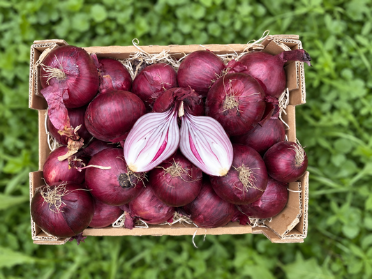 Zwiebel rot Bio regional bioland aus Bayern
