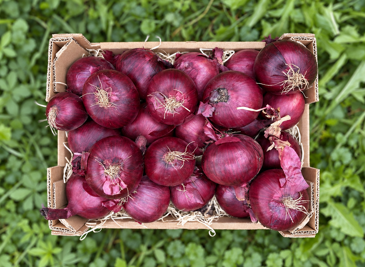 Zwiebel rot Bio regional bioland aus Bayern