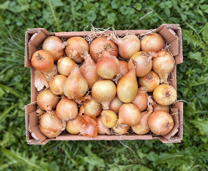 Zwiebeln gelb Bio regional demeter aus Bayern