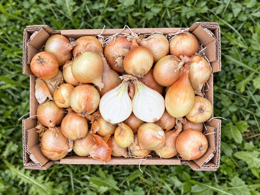 Zwiebeln gelb Bio regional demeter aus Bayern