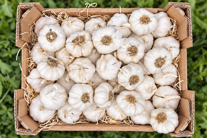 Knoblauch Bio regional Bioland Familie Rettermayer