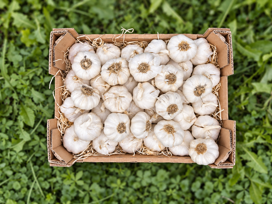 Knoblauch Bio regional Bioland Familie Rettermayer