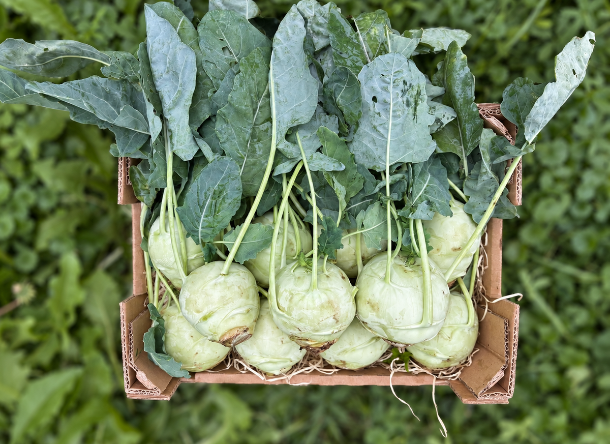 Kohlrabi grün zartschmelzend Bio regional demeter vom Obergrashof