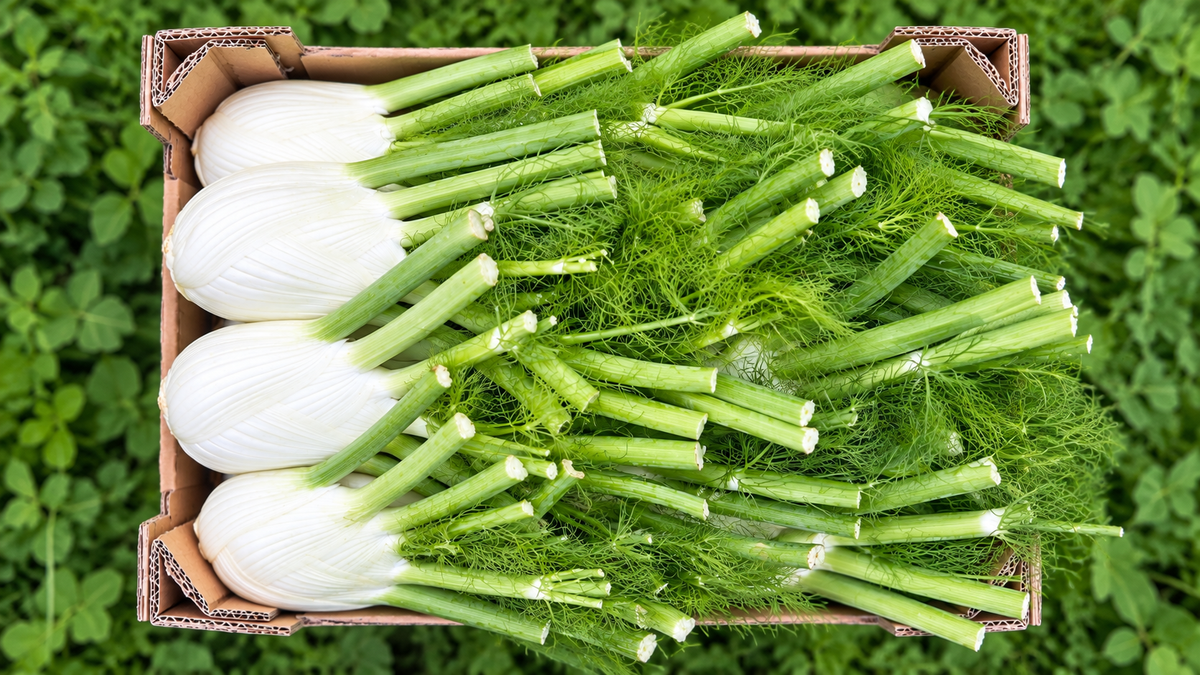 Fenchel Bio Demeter Regional Obergrashof