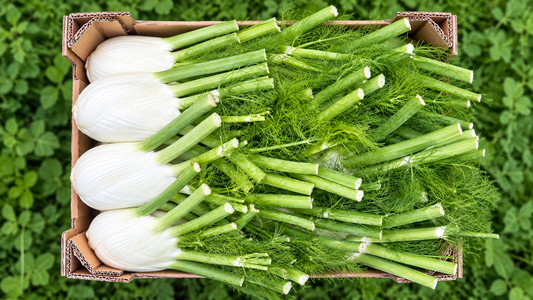 Fenchel Bio demeter regional vom Obergrashof ANGEBOT