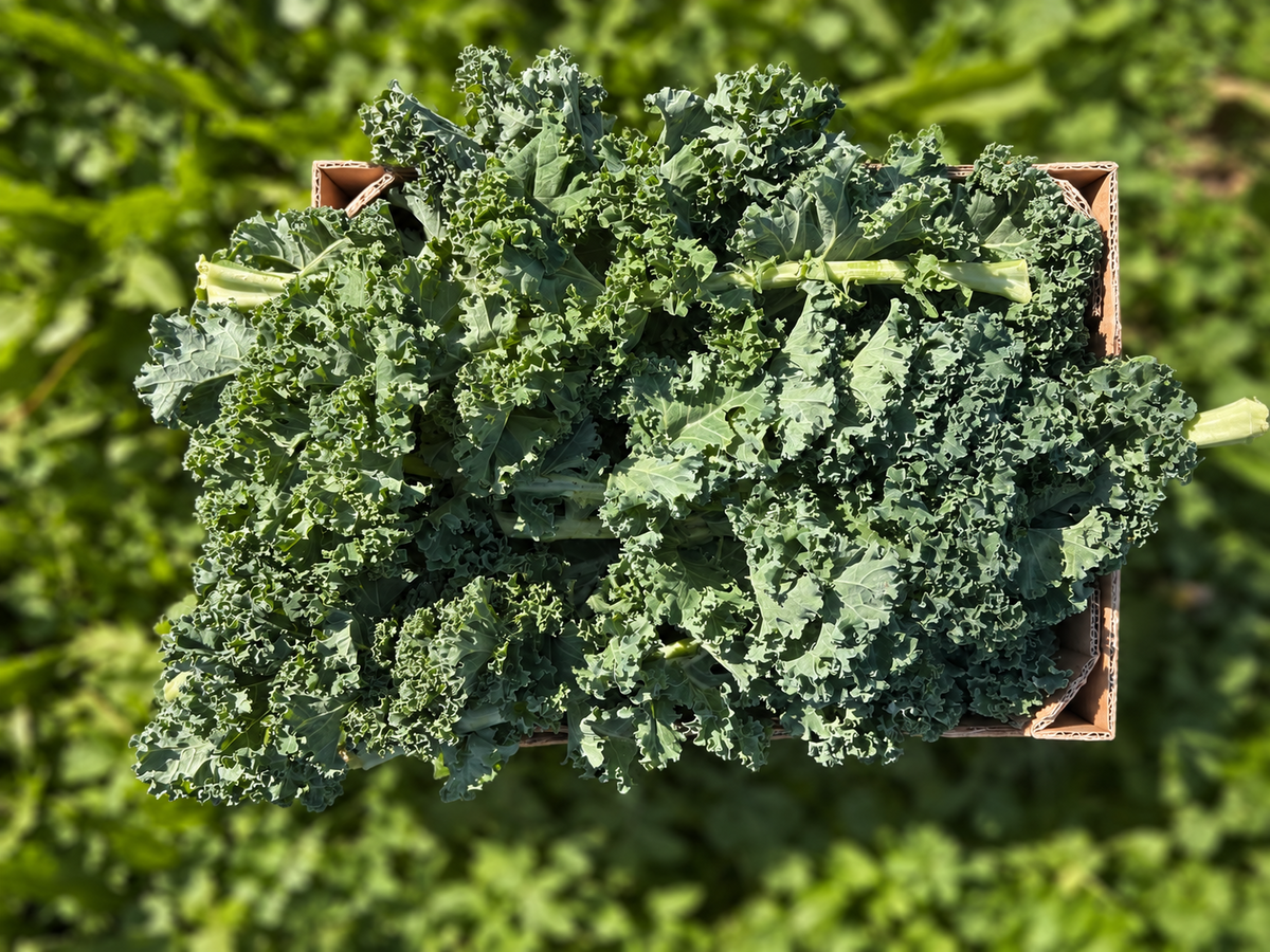 Grünkohl (Kale) Bio regional Bioland Gartenbau Armin Salzmann
