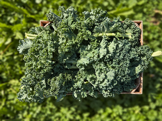 Grünkohl (Kale) Bio regional Bioland Gartenbau Armin Salzmann