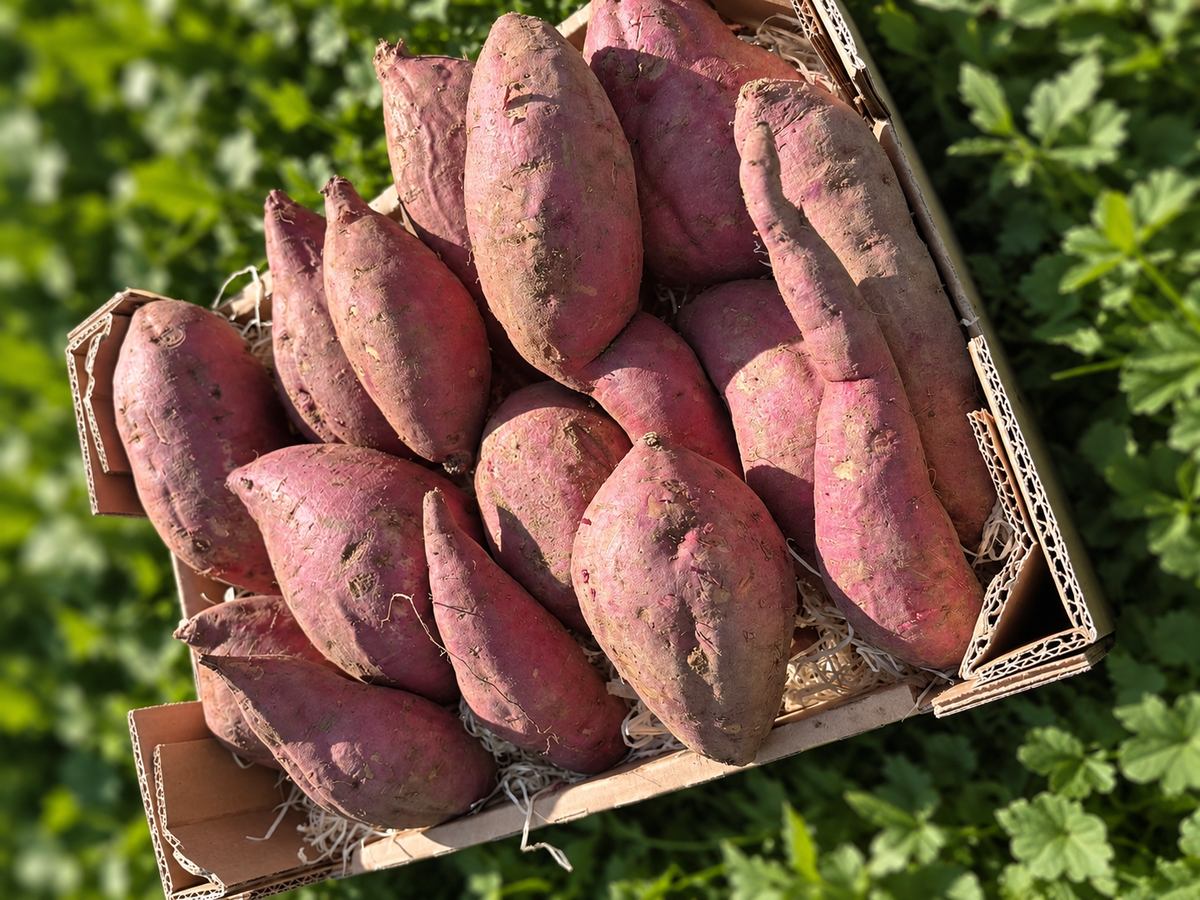 Süsskartoffel violett "Okinawa" Bio Demeter aus Italien