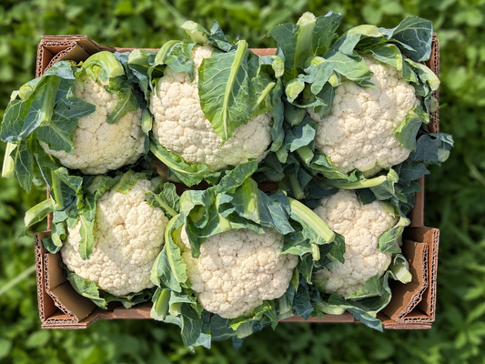 Blumenkohl Bio regional Bioland aus Bayern