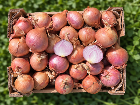 Delikatess-Zwiebel Rose Bio aus der Bretagne