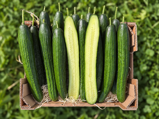 Schlangengurken Bio regional bioland aus Bayern