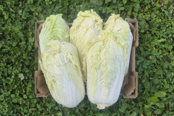 Chinakohl bio&regional Demetergärtnerei Obergrashof