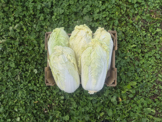 Chinakohl bio&regional Demetergärtnerei Obergrashof