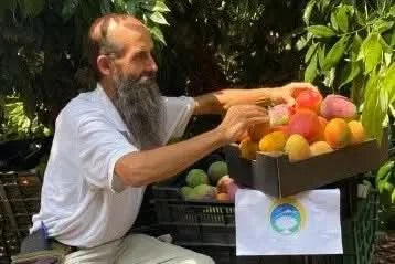 Mango Manzanillo Bio von Rufino Sparpreis-Box % 4kg