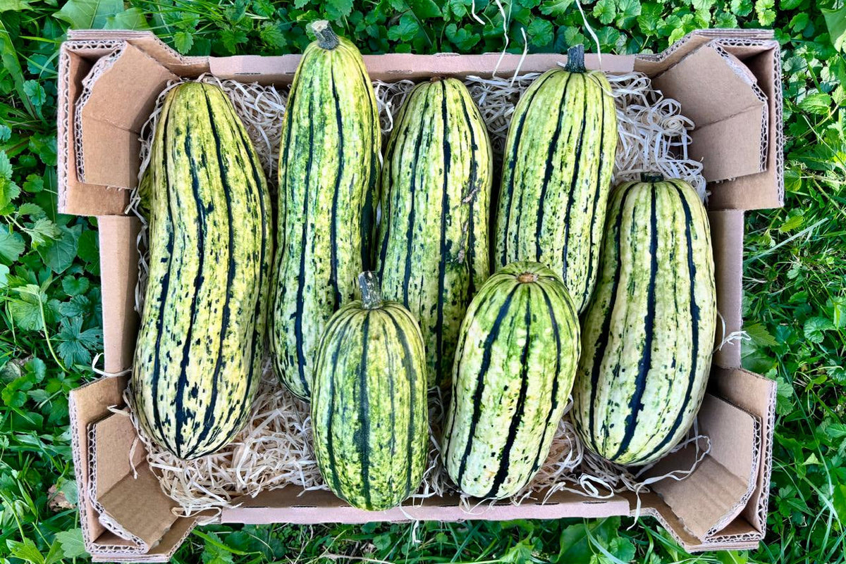 Backkürbis Delicata Bio Regional Billesberger