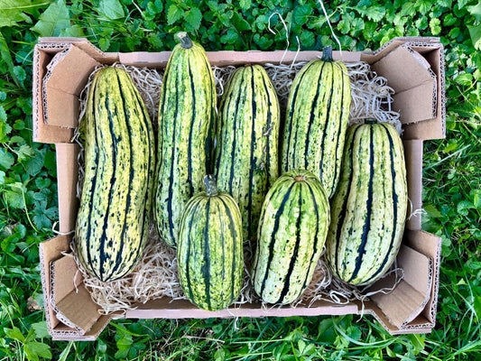 Backürbis "Delicata" Bio regional Naturland vom Billesberger aus Bayern