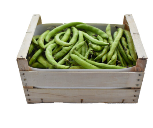 Dicke Bohnen (Original Fava) Bio aus Sizilien