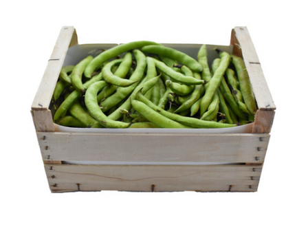 Dicke Bohnen (Original Fava) Bio aus Sizilien