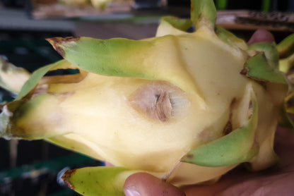 Drachenfrucht gelb Bio Retterbox