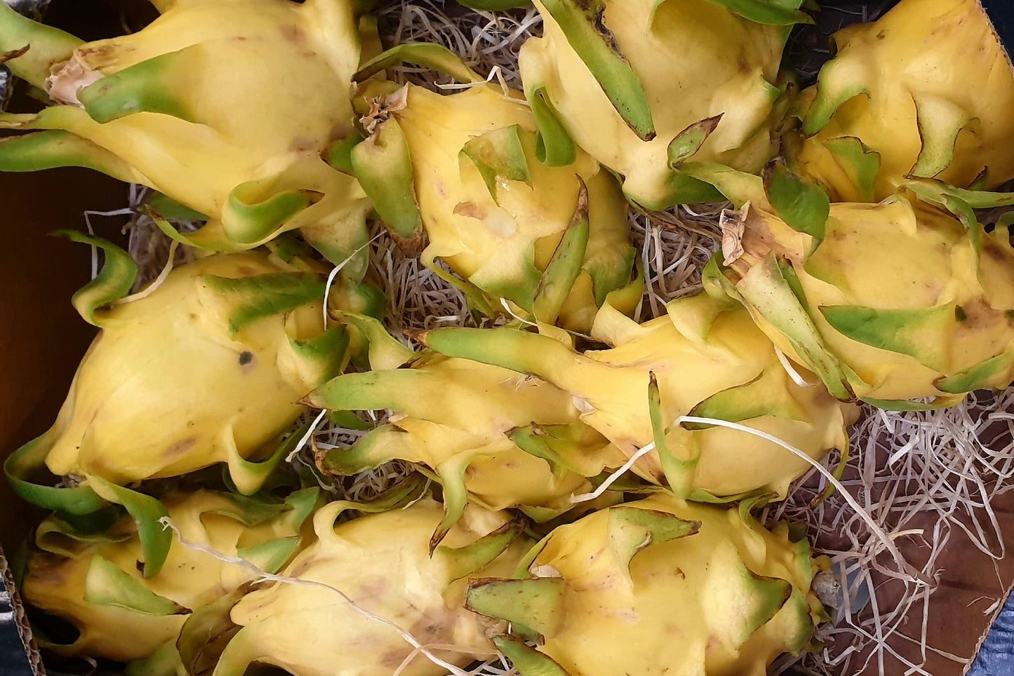 Drachenfrucht gelb Bio Retterbox