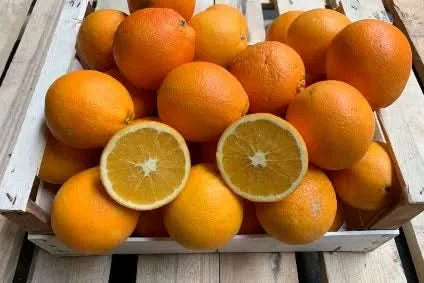 Orangen Valencia Midknight Sparpreis-Box Bio