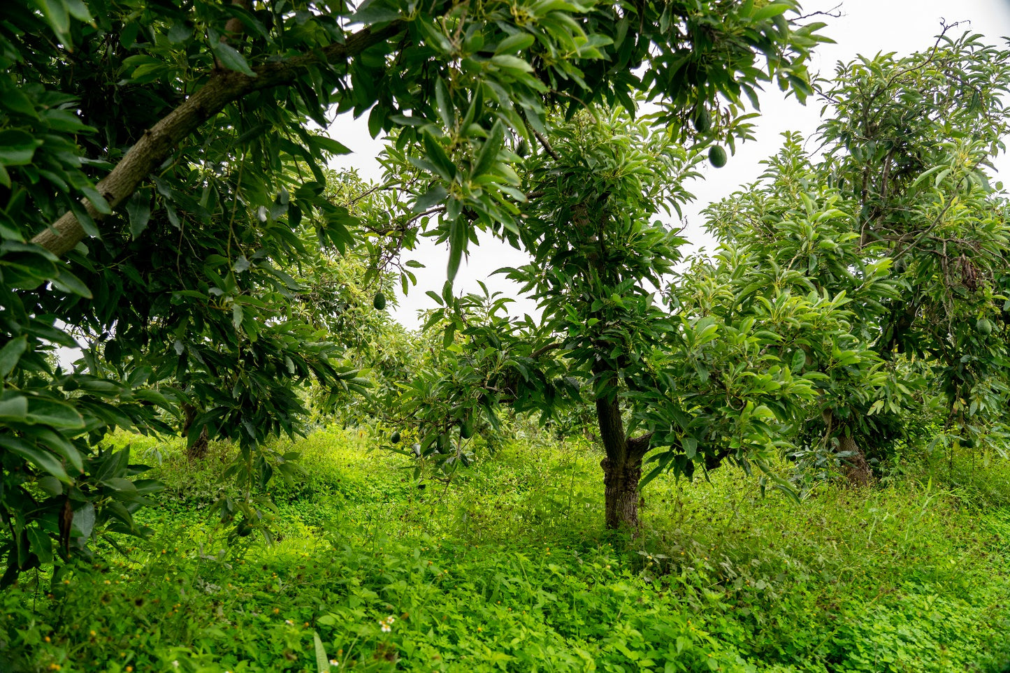 Avocado Wild Bio Demeter von Julia