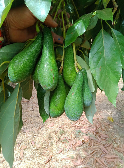 Avocado Wild Bio Demeter von Julia